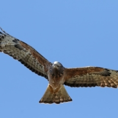 Lophoictinia isura (Square-tailed Kite) at Merimbula, NSW - 8 Aug 2017 by Leo