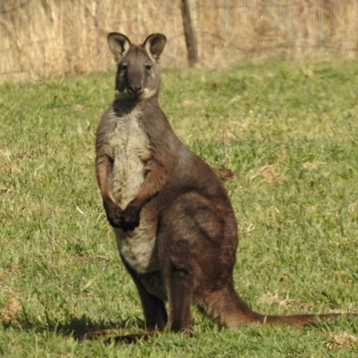 Osphranter robustus (Wallaroo) at Booth, ACT - 22 Apr 2015 by JohnBundock