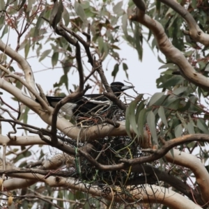 Gymnorhina tibicen at Higgins, ACT - 7 Aug 2017