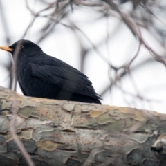 Turdus merula (Eurasian Blackbird) at Higgins, ACT - 7 Aug 2017 by AlisonMilton