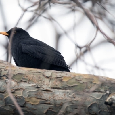 Turdus merula (Eurasian Blackbird) at Higgins, ACT - 6 Aug 2017 by Alison Milton