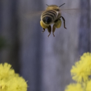 Apis mellifera at Higgins, ACT - 8 Aug 2017