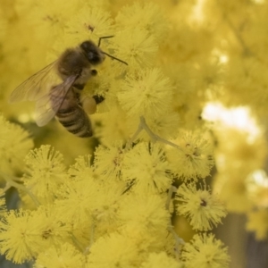 Apis mellifera at Higgins, ACT - 8 Aug 2017 01:24 PM