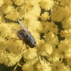 Calliphora sp. (genus) (Unidentified blowfly) at Higgins, ACT - 8 Aug 2017 by AlisonMilton