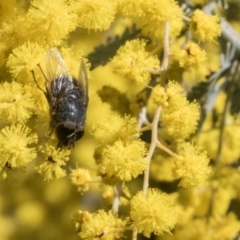 Calliphora sp. (genus) at Higgins, ACT - 8 Aug 2017 01:25 PM