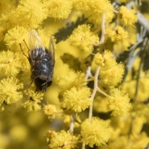 Calliphora sp. (genus) at Higgins, ACT - 8 Aug 2017