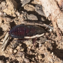 Drymaplaneta communis (Eastern Wood Runner, Common Shining Cockroach) at Scullin, ACT - 8 Aug 2017 by Alison Milton