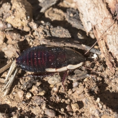 Drymaplaneta communis (Eastern Wood Runner, Common Shining Cockroach) at Scullin, ACT - 8 Aug 2017 by AlisonMilton