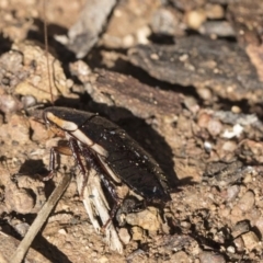 Drymaplaneta communis at Scullin, ACT - 8 Aug 2017 01:30 PM