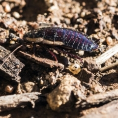 Drymaplaneta communis at Scullin, ACT - 8 Aug 2017 01:30 PM