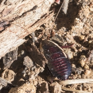 Drymaplaneta communis at Scullin, ACT - 8 Aug 2017 01:30 PM