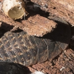 Laxta sp. (genus) (Bark cockroach) at Higgins, ACT - 8 Aug 2017 by AlisonMilton