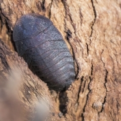 Laxta sp. (genus) (Bark cockroach) at Higgins, ACT - 8 Aug 2017 by Alison Milton