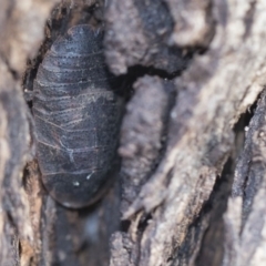 Laxta sp. (genus) at Higgins, ACT - 8 Aug 2017