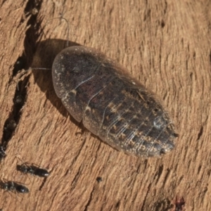 Laxta sp. (genus) at Higgins, ACT - 8 Aug 2017