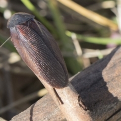 Laxta granicollis (Common bark or trilobite cockroach) at Higgins, ACT - 8 Aug 2017 by AlisonMilton