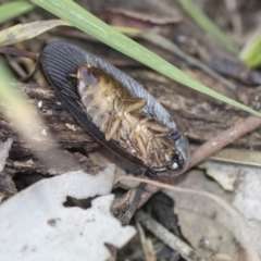 Laxta granicollis at Higgins, ACT - 8 Aug 2017