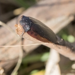 Laxta granicollis at Higgins, ACT - 8 Aug 2017