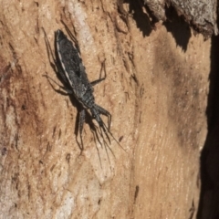 Piestolestes obscurus at Scullin, ACT - 8 Aug 2017 01:34 PM