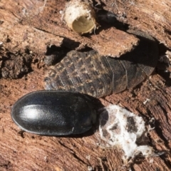 Pterohelaeus striatopunctatus (Darkling beetle) at Scullin, ACT - 8 Aug 2017 by Alison Milton