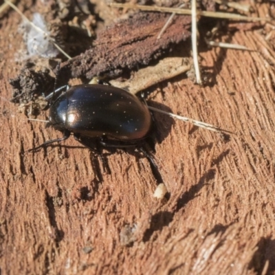 Chalcopteroides spectabilis (Rainbow darkling beetle) at Scullin, ACT - 8 Aug 2017 by AlisonMilton