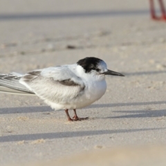 Sternula albifrons (Little Tern) at Eden, NSW - 10 Jun 2017 by Leo