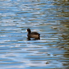 Fulica atra (Eurasian Coot) at Bega, NSW - 8 Aug 2017 by RossMannell