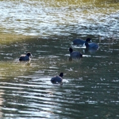 Fulica atra at Bega, NSW - 8 Aug 2017