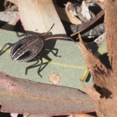 Poecilometis strigatus (Gum Tree Shield Bug) at Scullin, ACT - 8 Aug 2017 by Alison Milton