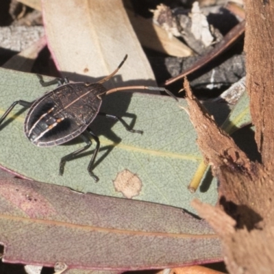 Poecilometis strigatus (Gum Tree Shield Bug) at Scullin, ACT - 8 Aug 2017 by Alison Milton