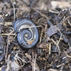 Ommatoiulus moreleti (Portuguese Millipede) at Higgins, ACT - 8 Aug 2017 by AlisonMilton