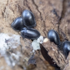 Pterohelaeus striatopunctatus (Darkling beetle) at Higgins, ACT - 8 Aug 2017 by Alison Milton