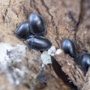 Pterohelaeus striatopunctatus at Higgins, ACT - 8 Aug 2017