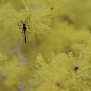 Chironomidae (family) at Higgins, ACT - 8 Aug 2017