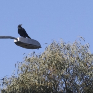 Corvus coronoides at Scullin, ACT - 8 Aug 2017