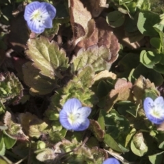 Veronica persica (Creeping Speedwell) at Higgins, ACT - 8 Aug 2017 by AlisonMilton