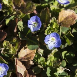 Veronica persica at Higgins, ACT - 8 Aug 2017 01:15 PM