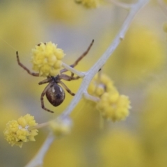 Araneus hamiltoni (Hamilton's Orb Weaver) at Scullin, ACT - 8 Aug 2017 by AlisonMilton