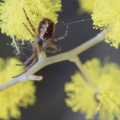 Araneus hamiltoni at Scullin, ACT - 8 Aug 2017 02:33 PM