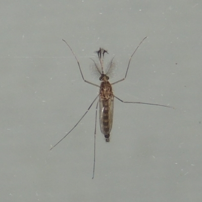 Culicidae (family) (A mosquito) at Conder, ACT - 27 Mar 2015 by michaelb