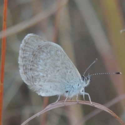 Zizina otis (Common Grass-Blue) at Bonython, ACT - 28 Mar 2015 by MichaelBedingfield