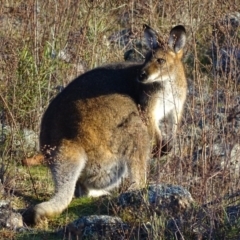 Notamacropus rufogriseus (Red-necked Wallaby) at Red Hill Nature Reserve - 5 Aug 2017 by roymcd