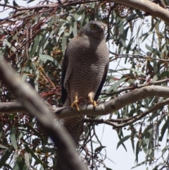 Accipiter fasciatus (Brown Goshawk) at Red Hill, ACT - 8 Aug 2017 by roymcd