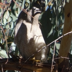 Accipiter fasciatus at Red Hill, ACT - 8 Aug 2017