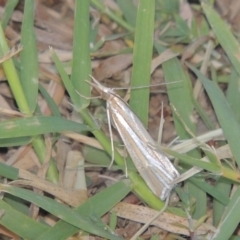 Hednota species near grammellus (Pyralid or snout moth) at Bonython, ACT - 28 Mar 2015 by michaelb