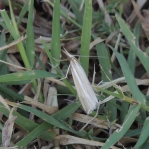 Hednota species near grammellus at Bonython, ACT - 28 Mar 2015 06:50 PM