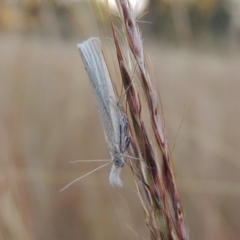 Faveria tritalis (Couchgrass Webworm) at Bonython, ACT - 28 Mar 2015 by MichaelBedingfield