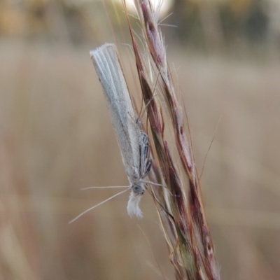 Faveria tritalis (Couchgrass Webworm) at Bonython, ACT - 28 Mar 2015 by MichaelBedingfield