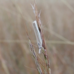 Faveria tritalis at Bonython, ACT - 28 Mar 2015