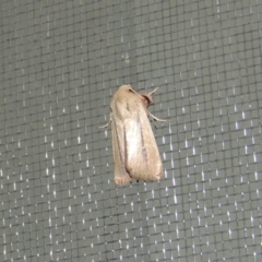 Leucania diatrecta (A Noctuid moth) at Conder, ACT - 29 Mar 2015 by MichaelBedingfield